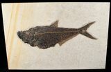 / Diplomystus Fish Fossil - (FREE US SHIPPING) #15124-1